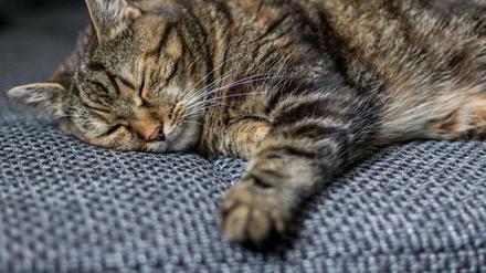 Gefährte im Homeoffice: Katzen sind gefragt. 