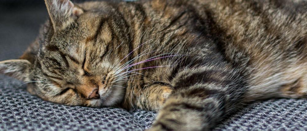 Gefährte im Homeoffice: Katzen sind gefragt. 