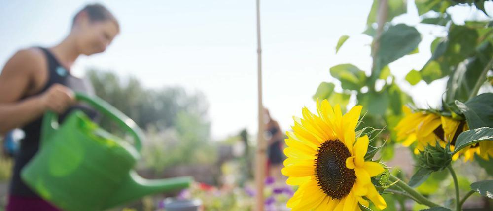 Selbstorganisiert. Viele Mitglieder von Gemeinschaftsgärten bringen sich in der Stadtpolitik ein. Ein Beispiel: Die Urban-Gardening-Projekte auf dem Tempelhofer Feld.