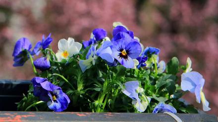 Veilchen blühen in einem Blumenkasten. Wegen der Corona-Pandemie sind die Gartencenter geschlossen.