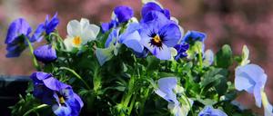 Veilchen blühen in einem Blumenkasten. Wegen der Corona-Pandemie sind die Gartencenter geschlossen.