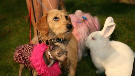 Gefellige Gefährten: Nicht jedem macht das Spaß.