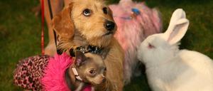 Gefellige Gefährten: Nicht jedem macht das Spaß.