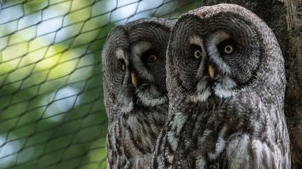 Zwei Bartkauze beobachten in der modernisierten Greifvogel-Anlage im Berliner Zoo die Besucher (Archivfoto aus dem Jahr 2018).
