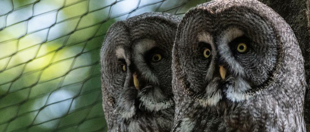 Zwei Bartkauze beobachten in der modernisierten Greifvogel-Anlage im Berliner Zoo die Besucher (Archivfoto aus dem Jahr 2018).
