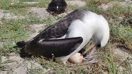 Albatros Wisdom bei der Brutpflege im Jahr 2013. Nun wurde sie erneut Mutter.