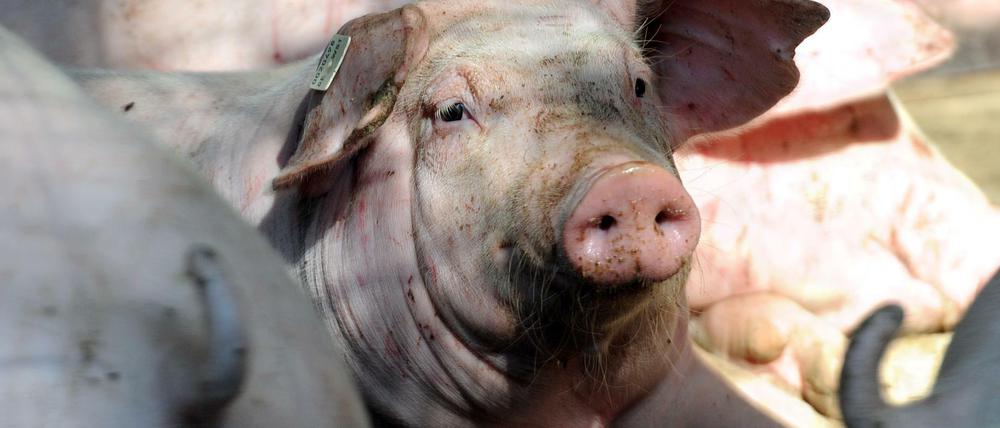 Ein besseres Leben: Für Nutztiere wäre das möglich.