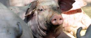 Ein besseres Leben: Für Nutztiere wäre das möglich. 