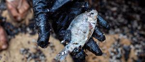 Eine Frau hält einen toten Fisch, nach der Verschmutzung von Stränden in Israel durch eine Ölkatastrophe.