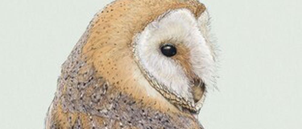 Das weiße Gesichtsfeld der Schleiereule dient der Ortung von Geräuschen.