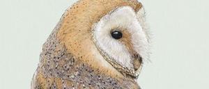 Das weiße Gesichtsfeld der Schleiereule dient der Ortung von Geräuschen.