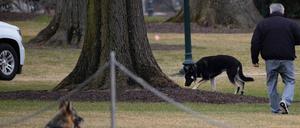 Champ and Major auf einer Wiese am Weißen Haus (Archivbild) 