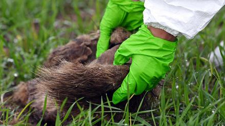 Immer wieder werden Kadaver infizierter Tiere in Brandenburg gefunden.