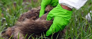 Immer wieder werden Kadaver infizierter Tiere in Brandenburg gefunden.