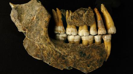 Kieferknochen eines späten Neandertalers, die in der Spy-Höhle in Belgien gefunden worden waren.