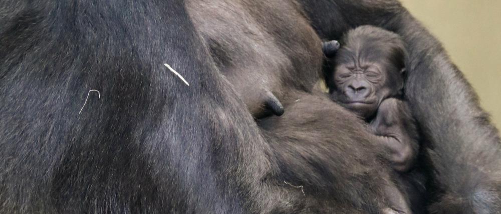 Gorilla-Mutter Bibi mit ihrem neu geborenen, und noch namenlosen, Jungtier im Arm.