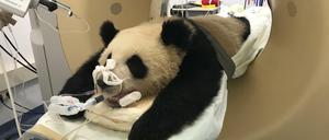 In die Röhre: Panda Pit wird im CT durchgecheckt.