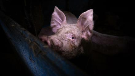 Schwein von Konrad Lozinski