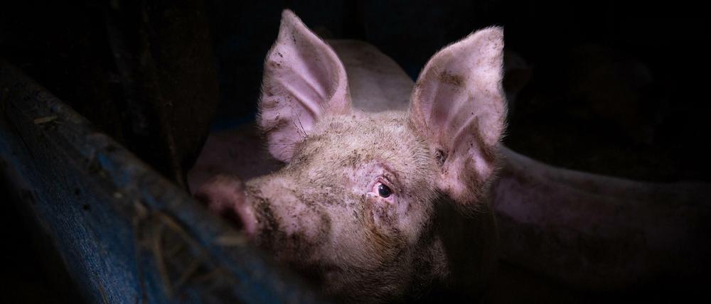 Schwein von Konrad Lozinski