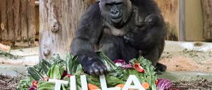 Affenbaby Tilla mit Muttertier Bibi bei der Fütterung anlässlich der Namensgebung.