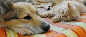 Die können nichts dafür. Die wollen nur spielen.