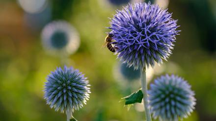 Von Bienen umschwärmt: Kugeldisteln. 
