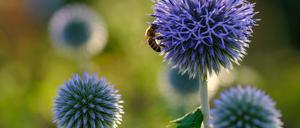 Von Bienen umschwärmt: Kugeldisteln. 