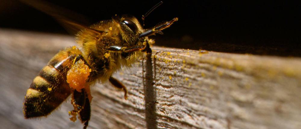 Gefahr für Bienen: In Brandenburg ist die "amerikanische Faulbrut" nachgewiesen worden.