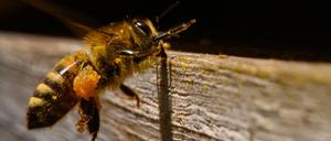 Gefahr für Bienen: In Brandenburg ist die "amerikanische Faulbrut" nachgewiesen worden.