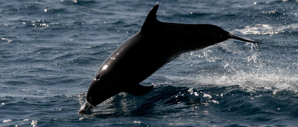 Ein Delphin schwimmt im Pazifischen Ozean vor der Küste Guatemalas.
