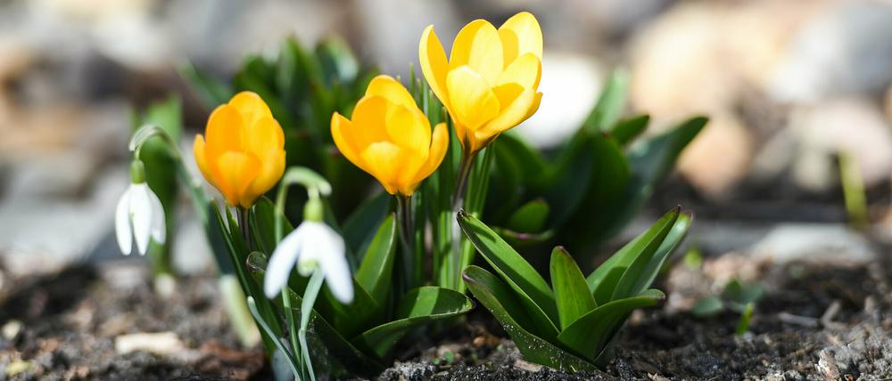In einem Garten in Berlin blühen gelbe Krokusse, eine der ersten Frühlingsblumen. 