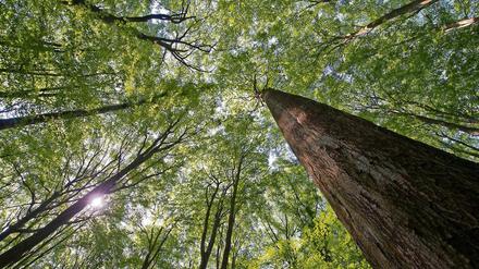 Gentherapie. Gesucht werden Erbeigenschaften, die Buchen widerstandsfähig gegen Trockenheit machen.