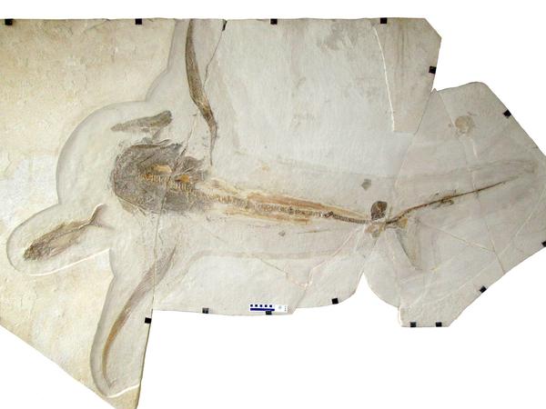 Fossilien