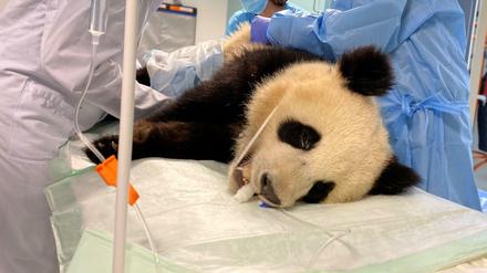 Panda Pit bei seiner Untersuchung in der Berliner Charité.