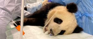 Panda Pit bei seiner Untersuchung in der Berliner Charité.