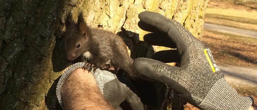 Tierischer Einsatz in Augsburg: Ein Feuerwehrmann hält ein Eichhörnchen-Junges. 