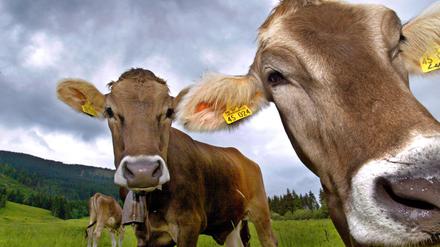 Über die Hälfte der menschgemachten Methanemissionen in der EU stammen aus der Landwirtschaft, insbesondere aus der Viehhaltung.