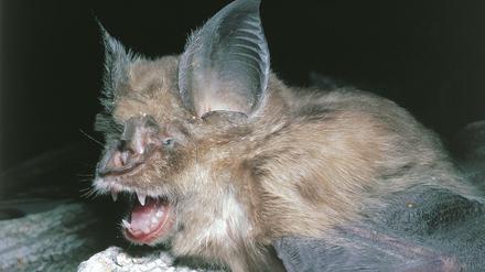 Die WHO geht inzwischen davon aus, dass das Coronavirus von der Fledermaus auf ein weiteres Tier übertragen wurde.
