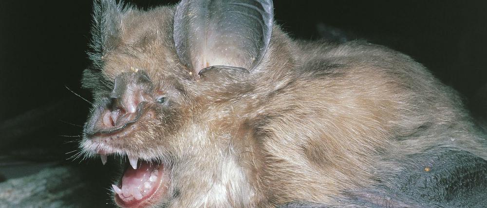 Die WHO geht inzwischen davon aus, dass das Coronavirus von der Fledermaus auf ein weiteres Tier übertragen wurde.
