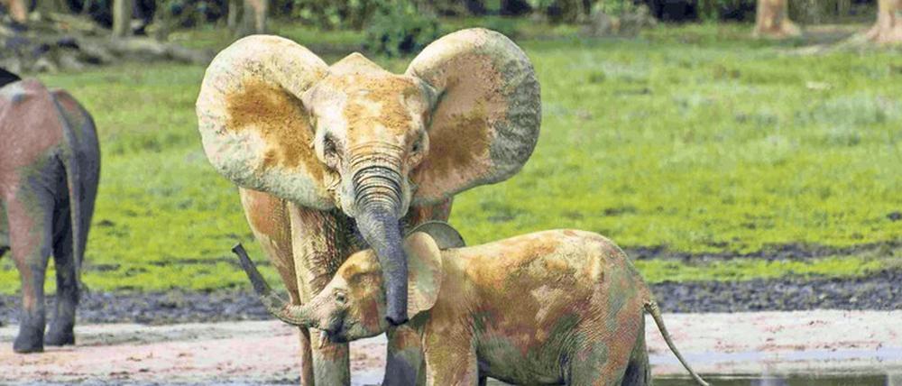 Menschengemachte Probleme. Der asiatische Markt für Elfenbein hat drastische Folgen für die Tiere. 