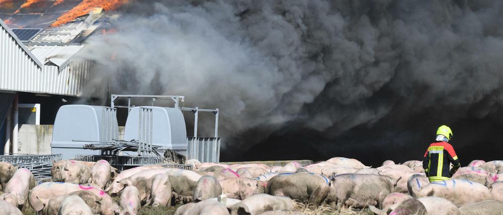Großbrand im Schweinezuchtbetrieb in Alt Tellin (Vorpommern-Greifswald): Über 62.000 Tiere starben.