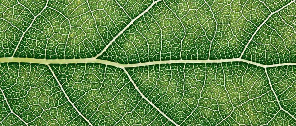 Lebensadern. Frisches Blattgrün steht für den Beginn eines neuen Zyklus. 