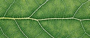 Lebensadern. Frisches Blattgrün steht für den Beginn eines neuen Zyklus.