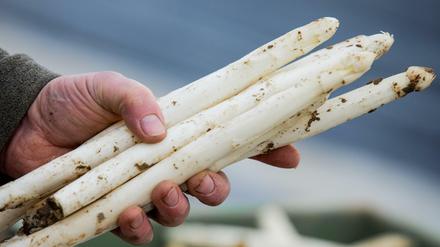 Die Bauern hoffen auf eine gute Ernte in diesem Jahr. Der kalte Winter hat dem Spargel gut getan.