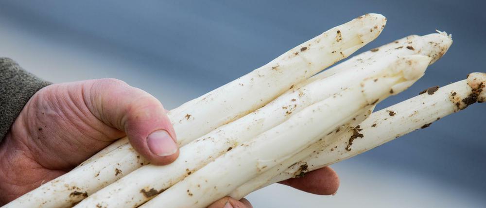 Die Bauern hoffen auf eine gute Ernte in diesem Jahr. Der kalte Winter hat dem Spargel gut getan.