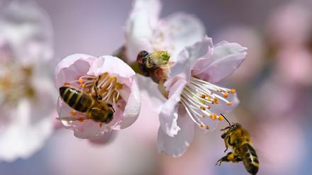 Summ. Bienenhonig ist lecker und medizinisch wertvoll. Das lehrt "Echo Mountain".