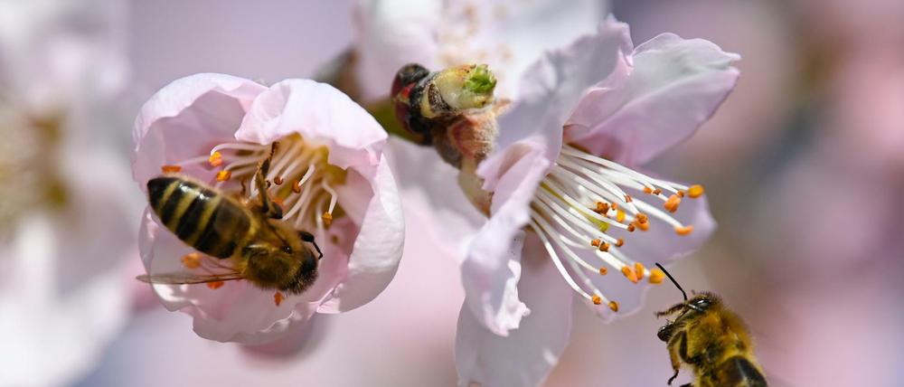 Summ. Bienenhonig ist lecker und medizinisch wertvoll. Das lehrt "Echo Mountain".