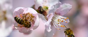 Summ. Bienenhonig ist lecker und medizinisch wertvoll. Das lehrt "Echo Mountain".