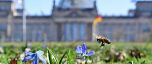 Manchmal wird es unscharf: Der Bundestag vor einer Märzwiese.