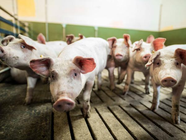 Schweine, die in einem konventionellen Mastbetrieb gehalten werden.